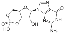 cGMP structure.