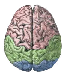 Diagram of the human brain.