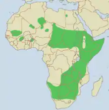 A map of Africa with large swathes of eastern, central, and southern Africa indicating cheetahs' presence