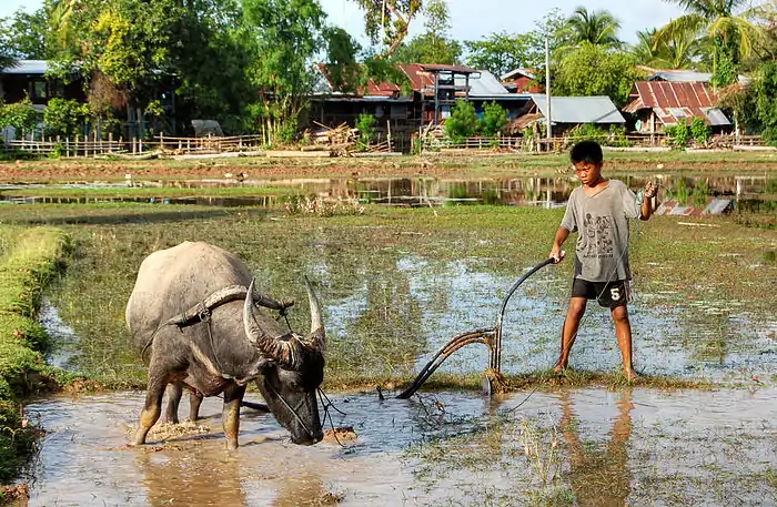 Child ploughing with ox