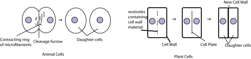 The difference between Cytokinesis for animal and plant cells.