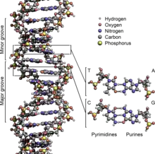 Illustration of major and minor groove in DNA