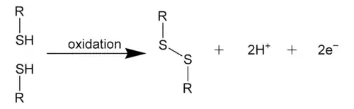 Formation of a Disulfide Bond.