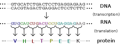 Flow of genetic information.