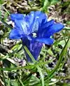 Gentiana-clusii-ClusiusEnzian.jpg