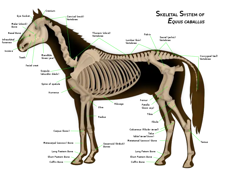 horse skeleton