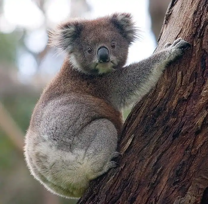 A photo of a koala climbing a tree