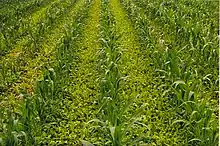 Cover crops between crop rows