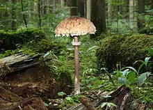 Parasol Mushroom