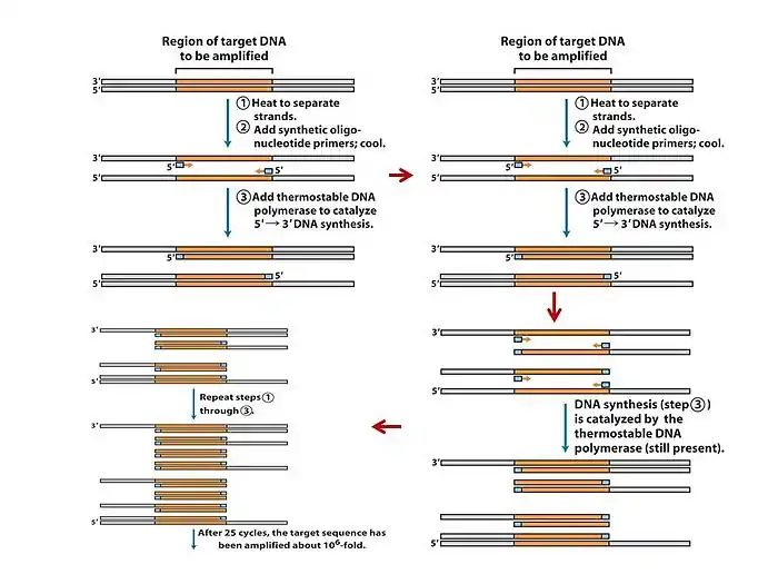 PCR.