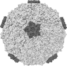 Rhinovirus