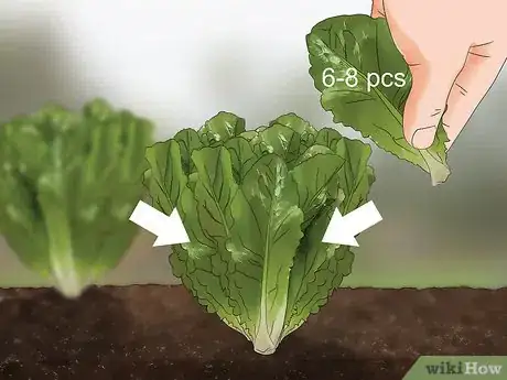 Image titled Harvest Romaine Lettuce Step 8