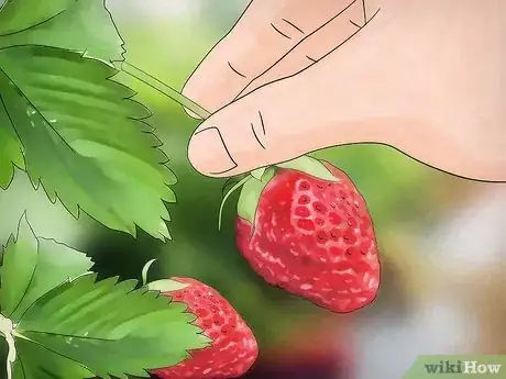 Image titled Pick Strawberries Step 6