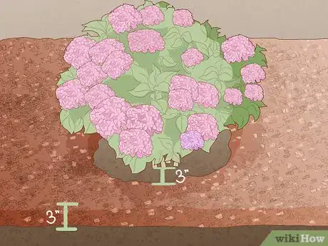 Image titled Get Hydrangeas to Bloom Step 8