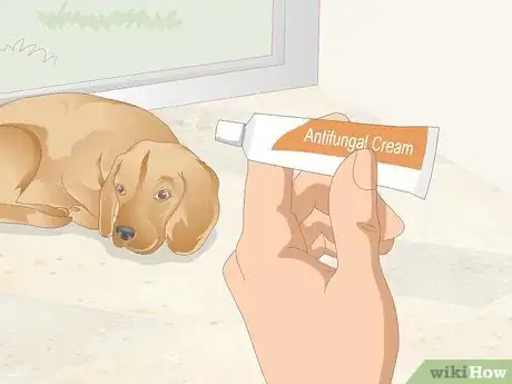 Image titled Clean Your Dog's Ears During a Yeast Infection Step 2