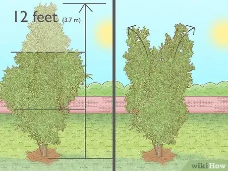 Image titled Plant Jackfruit Step 18