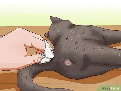 Image titled Clean Your Cat When He Can't Do It Himself Step 16