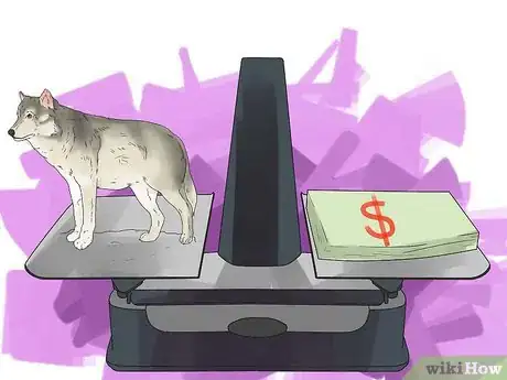 Image titled Own a Pet Wolf Step 3