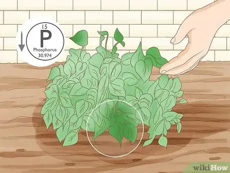 Image titled Add Phosphorus to Soil Step 10