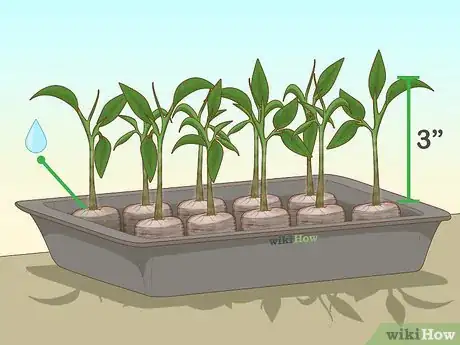 Image titled Grow Ghost Peppers Step 10