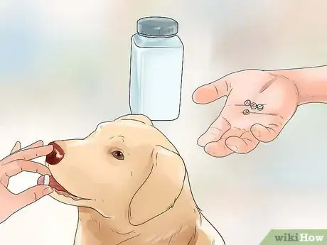 Image titled Prevent Mange in Dogs Step 11