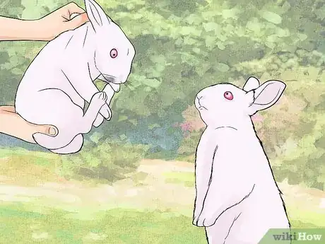 Image titled Care for Newborn Rabbits Step 2