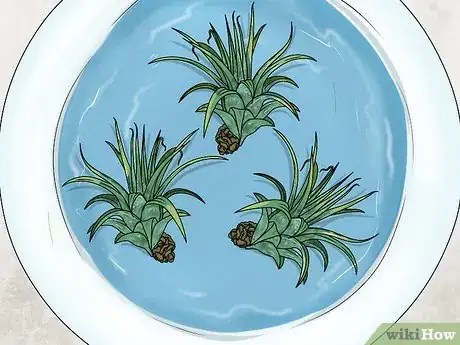 Image titled Propagate Air Plants Step 3