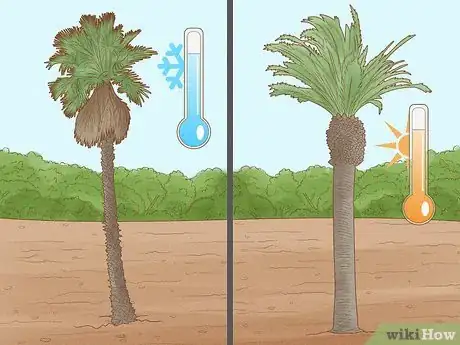 Image titled Plant a Palm Tree Step 1