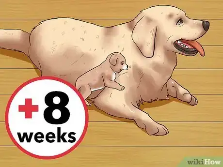 Image titled Choose a Healthy Puppy Step 1