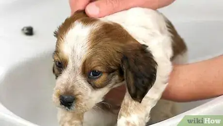 Image titled Bathe a Puppy for the First Time Step 1