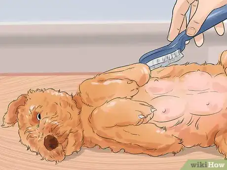 Image titled Manage Postpartum Shedding in Dogs Step 7