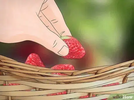 Image titled Pick Strawberries Step 7