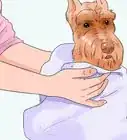 Bathe a Schnauzer