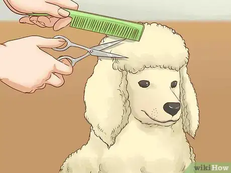 Image titled Care for a Poodle Step 4