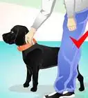 Use an Electronic Dog Training Collar