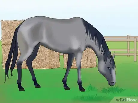 Image titled Distinguish Horse Color by Name Step 5