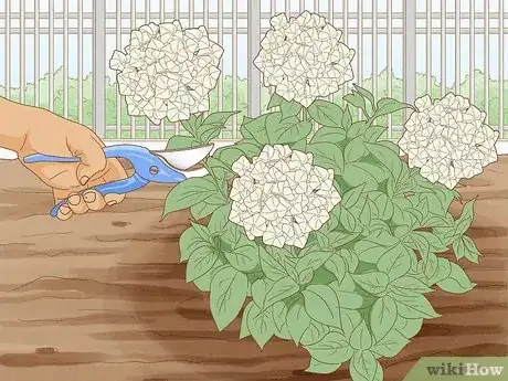 Image titled Grow Hydrangeas Step 11