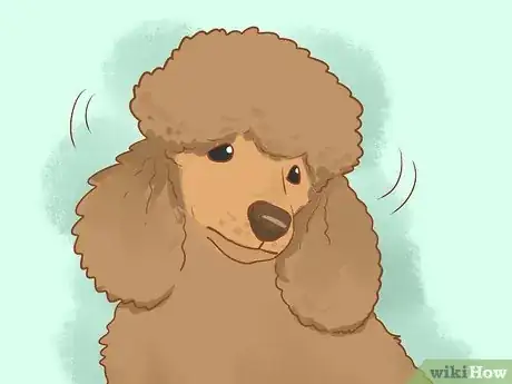 Image titled Clean Poodle Ears Step 6