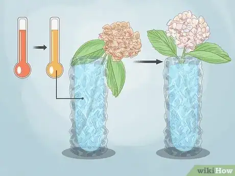 Image titled Revive Hydrangeas Step 3