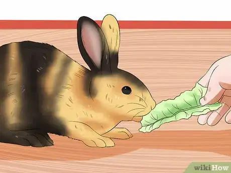 Image titled Treat Digestive Problems in Rabbits Step 16