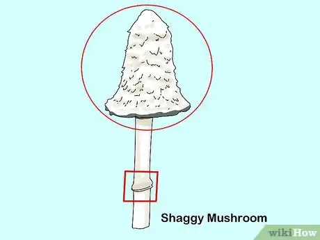 Image titled Identify Edible Mushrooms Step 10