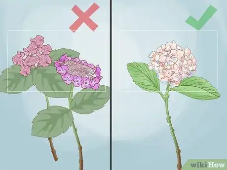 Image titled Revive Hydrangeas Step 8