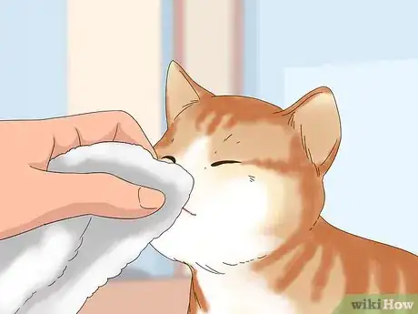 Image titled Stop Chronic Nasal Discharge in Cats Step 5