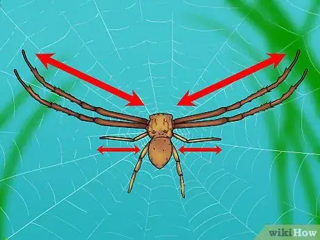 Image titled Identify a Crab Spider Step 1