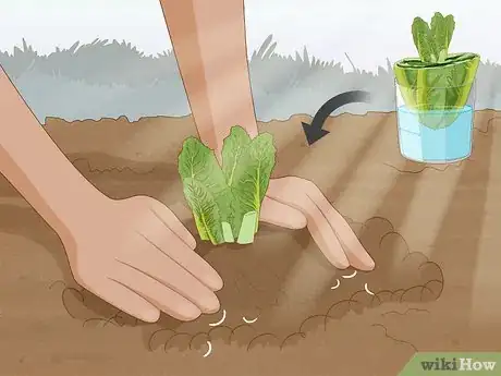 Image titled Grow Romaine Lettuce Step 9