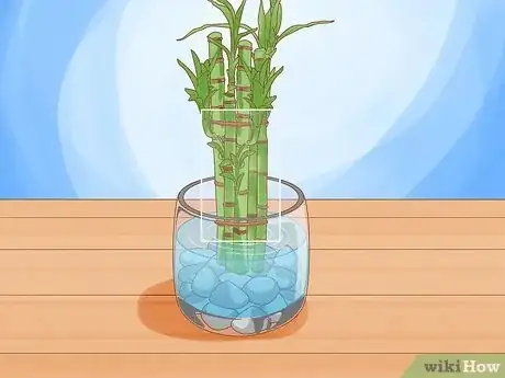 Image titled Take Care of Lucky Bamboo Step 4