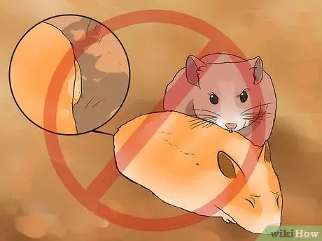 Image titled Breed Syrian Hamsters Step 10