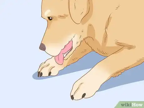 Image titled Tell if Your Dog Is Depressed Step 10