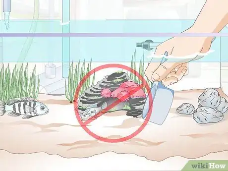 Image titled Add a Betta to a Community Tank Step 10