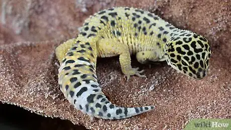 Image titled Care for a Leopard Gecko Step 18